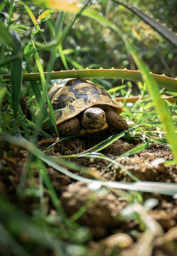 Où observer les tortues luths pondre leurs œufs sur les plages du Gabon : saisons et lieux ?